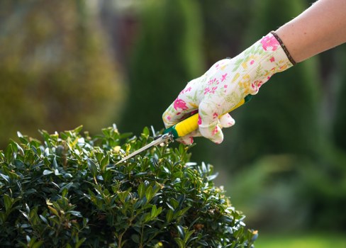 Garden maintenance in Mottingham with a neatly kept lawn and trimmed shrubs